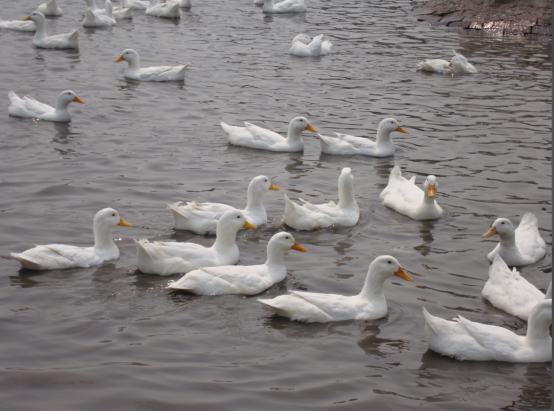 北京白鸭