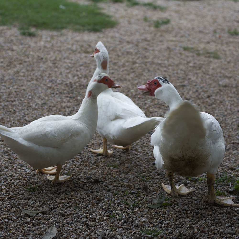 法国巴巴拉白鸭