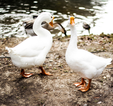 国内品种鹅5