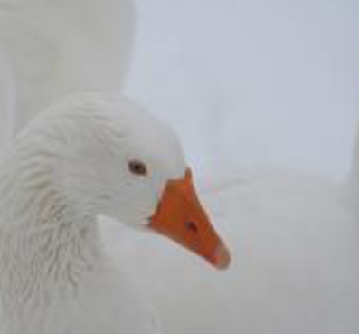 国外品种鹅3